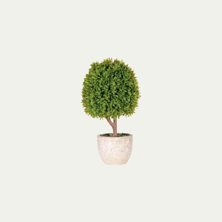 Green miniature boxwood.